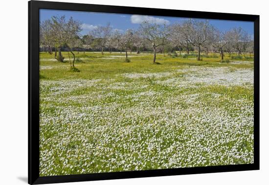 Europe, Spain, Majorca, Meadow, Daisy, Almonds-Chris Seba-Framed Photographic Print