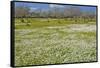 Europe, Spain, Majorca, Meadow, Daisy, Almonds-Chris Seba-Framed Stretched Canvas