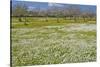 Europe, Spain, Majorca, Meadow, Daisy, Almonds-Chris Seba-Stretched Canvas