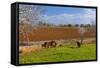 Europe, Spain, Majorca, Meadow, Donkey, Almonds-Chris Seba-Framed Stretched Canvas