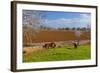 Europe, Spain, Majorca, Meadow, Donkey, Almonds-Chris Seba-Framed Photographic Print