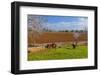 Europe, Spain, Majorca, Meadow, Donkey, Almonds-Chris Seba-Framed Photographic Print