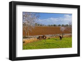 Europe, Spain, Majorca, Meadow, Donkey, Almonds-Chris Seba-Framed Photographic Print