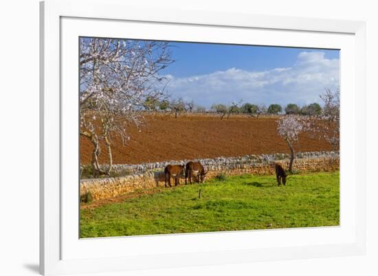 Europe, Spain, Majorca, Meadow, Donkey, Almonds-Chris Seba-Framed Photographic Print