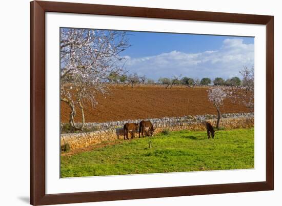 Europe, Spain, Majorca, Meadow, Donkey, Almonds-Chris Seba-Framed Photographic Print