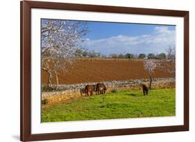 Europe, Spain, Majorca, Meadow, Donkey, Almonds-Chris Seba-Framed Photographic Print