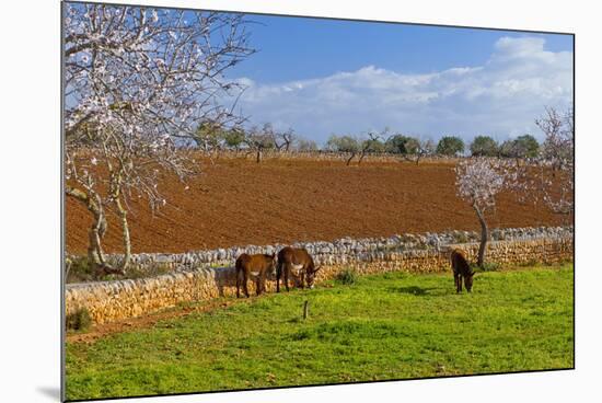 Europe, Spain, Majorca, Meadow, Donkey, Almonds-Chris Seba-Mounted Photographic Print