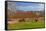 Europe, Spain, Majorca, Meadow, Donkey, Almonds-Chris Seba-Framed Stretched Canvas