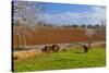 Europe, Spain, Majorca, Meadow, Donkey, Almonds-Chris Seba-Stretched Canvas