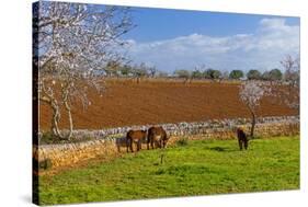 Europe, Spain, Majorca, Meadow, Donkey, Almonds-Chris Seba-Stretched Canvas