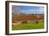 Europe, Spain, Majorca, Meadow, Donkey, Almonds-Chris Seba-Framed Photographic Print