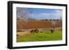 Europe, Spain, Majorca, Meadow, Donkey, Almonds-Chris Seba-Framed Photographic Print