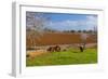 Europe, Spain, Majorca, Meadow, Donkey, Almonds-Chris Seba-Framed Photographic Print