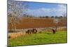 Europe, Spain, Majorca, Meadow, Donkey, Almonds-Chris Seba-Mounted Photographic Print