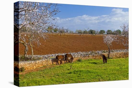 Europe, Spain, Majorca, Meadow, Donkey, Almonds-Chris Seba-Stretched Canvas