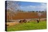 Europe, Spain, Majorca, Meadow, Donkey, Almonds-Chris Seba-Stretched Canvas