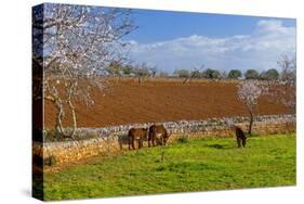 Europe, Spain, Majorca, Meadow, Donkey, Almonds-Chris Seba-Stretched Canvas