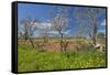 Europe, Spain, Majorca, Meadow, Yellow Flowers, Almonds-Chris Seba-Framed Stretched Canvas