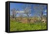 Europe, Spain, Majorca, Meadow, Yellow Flowers, Almonds-Chris Seba-Framed Stretched Canvas