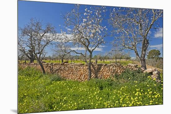 Europe, Spain, Majorca, Meadow, Yellow Flowers, Almonds-Chris Seba-Mounted Premium Photographic Print