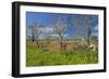 Europe, Spain, Majorca, Meadow, Yellow Flowers, Almonds-Chris Seba-Framed Premium Photographic Print