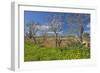 Europe, Spain, Majorca, Meadow, Yellow Flowers, Almonds-Chris Seba-Framed Premium Photographic Print