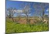 Europe, Spain, Majorca, Meadow, Yellow Flowers, Almonds-Chris Seba-Mounted Premium Photographic Print