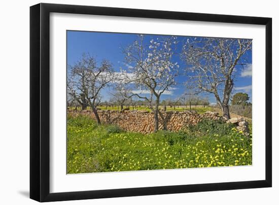 Europe, Spain, Majorca, Meadow, Yellow Flowers, Almonds-Chris Seba-Framed Photographic Print