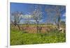 Europe, Spain, Majorca, Meadow, Yellow Flowers, Almonds-Chris Seba-Framed Photographic Print