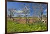 Europe, Spain, Majorca, Meadow, Yellow Flowers, Almonds-Chris Seba-Framed Photographic Print