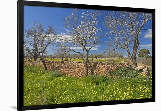 Europe, Spain, Majorca, Meadow, Yellow Flowers, Almonds-Chris Seba-Framed Photographic Print