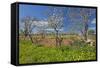 Europe, Spain, Majorca, Meadow, Yellow Flowers, Almonds-Chris Seba-Framed Stretched Canvas