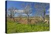 Europe, Spain, Majorca, Meadow, Yellow Flowers, Almonds-Chris Seba-Stretched Canvas