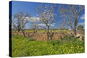 Europe, Spain, Majorca, Meadow, Yellow Flowers, Almonds-Chris Seba-Stretched Canvas