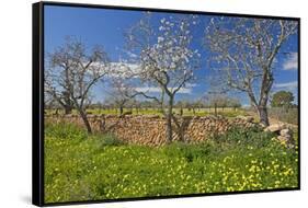 Europe, Spain, Majorca, Meadow, Yellow Flowers, Almonds-Chris Seba-Framed Stretched Canvas