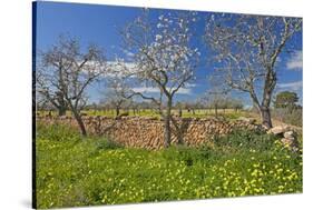 Europe, Spain, Majorca, Meadow, Yellow Flowers, Almonds-Chris Seba-Stretched Canvas