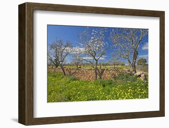 Europe, Spain, Majorca, Meadow, Yellow Flowers, Almonds-Chris Seba-Framed Photographic Print