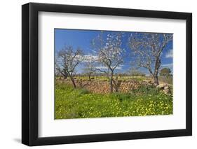 Europe, Spain, Majorca, Meadow, Yellow Flowers, Almonds-Chris Seba-Framed Photographic Print