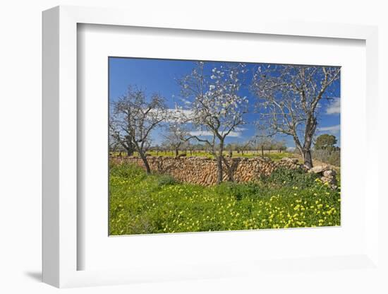 Europe, Spain, Majorca, Meadow, Yellow Flowers, Almonds-Chris Seba-Framed Photographic Print