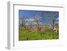 Europe, Spain, Majorca, Meadow, Yellow Flowers, Almonds-Chris Seba-Framed Photographic Print