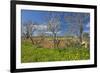 Europe, Spain, Majorca, Meadow, Yellow Flowers, Almonds-Chris Seba-Framed Photographic Print