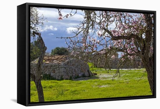 Europe, Spain, Majorca, Pink Almond Blossoms, Bitter Almond Blossom-Chris Seba-Framed Stretched Canvas