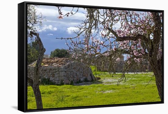 Europe, Spain, Majorca, Pink Almond Blossoms, Bitter Almond Blossom-Chris Seba-Framed Stretched Canvas