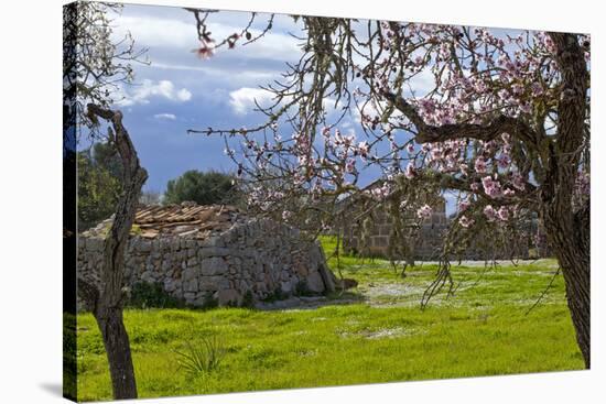 Europe, Spain, Majorca, Pink Almond Blossoms, Bitter Almond Blossom-Chris Seba-Stretched Canvas