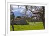 Europe, Spain, Majorca, Pink Almond Blossoms, Bitter Almond Blossom-Chris Seba-Framed Photographic Print