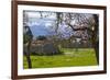 Europe, Spain, Majorca, Pink Almond Blossoms, Bitter Almond Blossom-Chris Seba-Framed Photographic Print