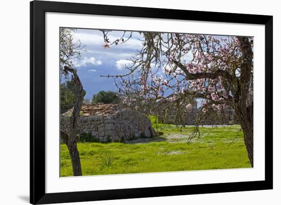 Europe, Spain, Majorca, Pink Almond Blossoms, Bitter Almond Blossom-Chris Seba-Framed Photographic Print