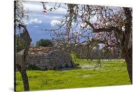 Europe, Spain, Majorca, Pink Almond Blossoms, Bitter Almond Blossom-Chris Seba-Stretched Canvas