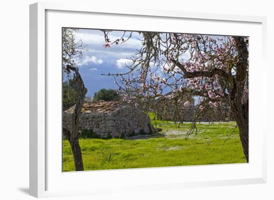 Europe, Spain, Majorca, Pink Almond Blossoms, Bitter Almond Blossom-Chris Seba-Framed Photographic Print