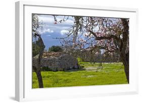 Europe, Spain, Majorca, Pink Almond Blossoms, Bitter Almond Blossom-Chris Seba-Framed Photographic Print